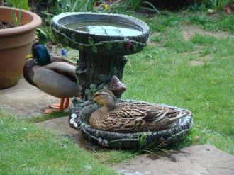 Bath time